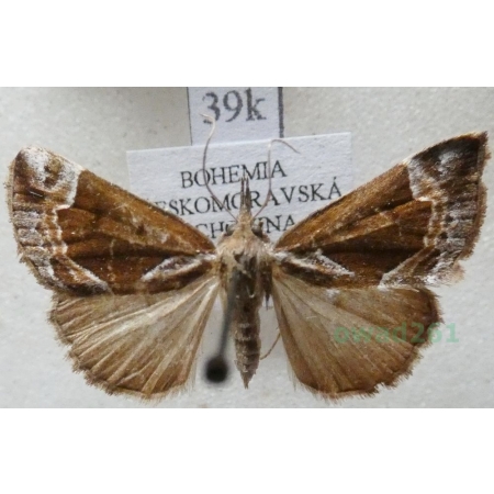 Hypena crassalis (Fabricius, 1787) Rozszczepka jagodzianka Czech39k
